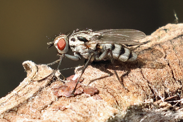 Eustalomyia hilaris